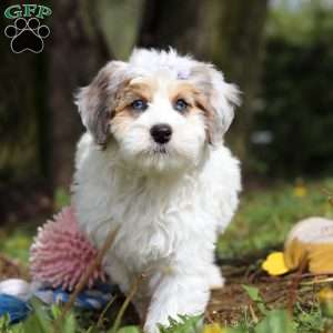 Missy, Mini Bernedoodle Puppy
